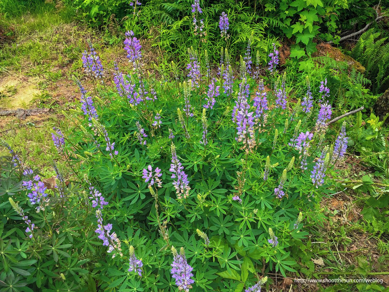 Had to old-school it today.  The forecast said "don't bring your camera."  So, of course, the weather was fine and I went past scene after scene aching to capture an image.  Fortunately, the iPhone is never too far out of reach.

So...I reached back and snapped off a few jpeg's and hoped for the best.