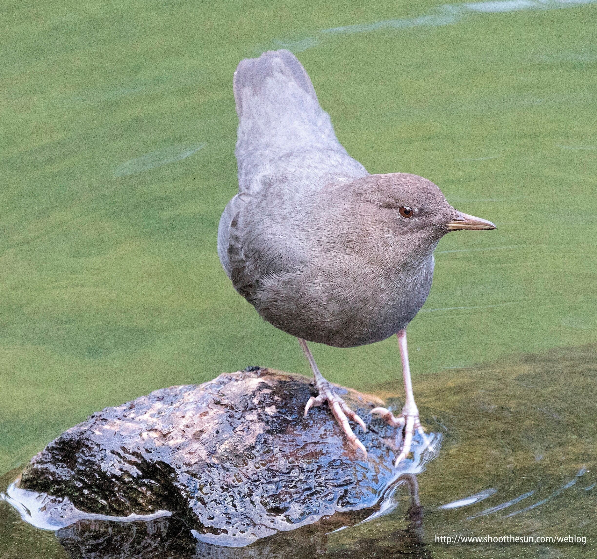 This is an American Dipper!  Thank you Jayne Buckley Sikes (as an aside, how in the h3ll do you know all this stuff?)

It spent a good ten minutes bobbing its head into the water all over the lake, apparently trying to fish out some chow.

Pretty darned cute, and it wandered within five feet of me as I stood behind a thin blind of saplings, never paying me any mind.