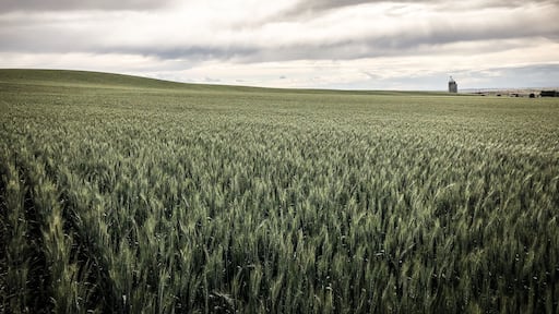 With rolling hills not unlike those in Tuscany, Walla Walla is a beautiful weekend escape from Seattle to a drier and more peaceful wine country.
#lifeatexpedia #winecountry #GreatOutdoors #Nature