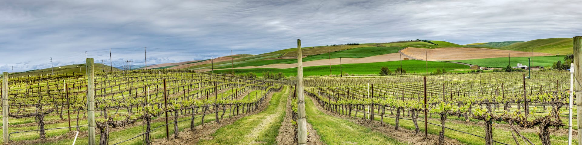 vineyard in Walla Walla Washington