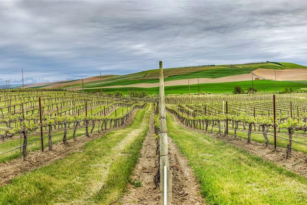 A vineyard with rows of grapevines under a cloudy sky.