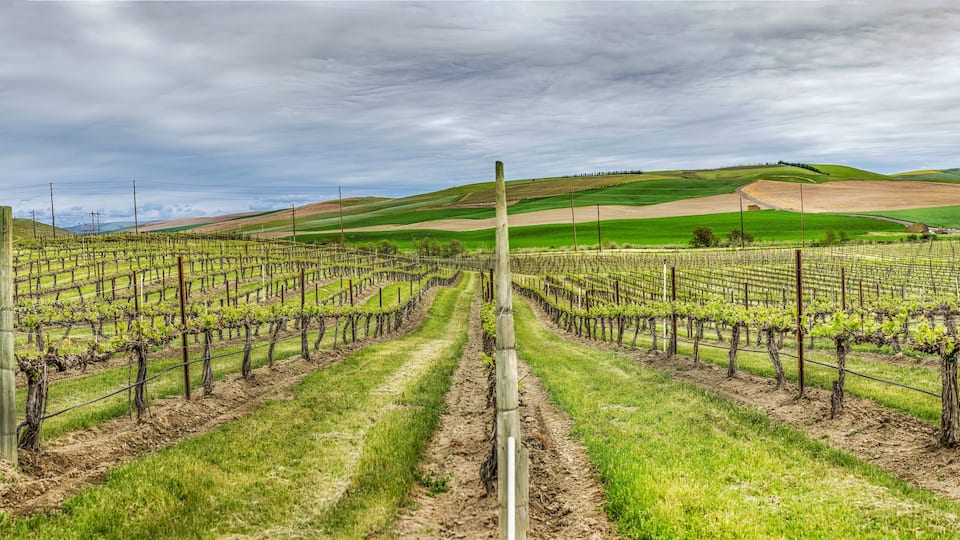 A vineyard with rows of grapevines under a cloudy sky.