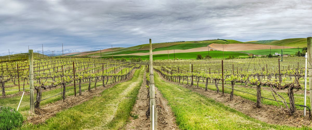 A vineyard with rows of grapevines under a cloudy sky.