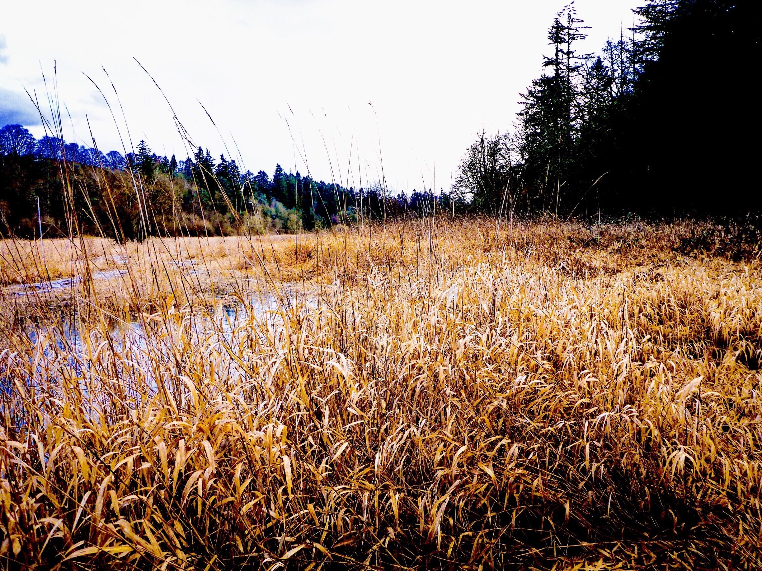 Dry, wind-blown marsh grasses.