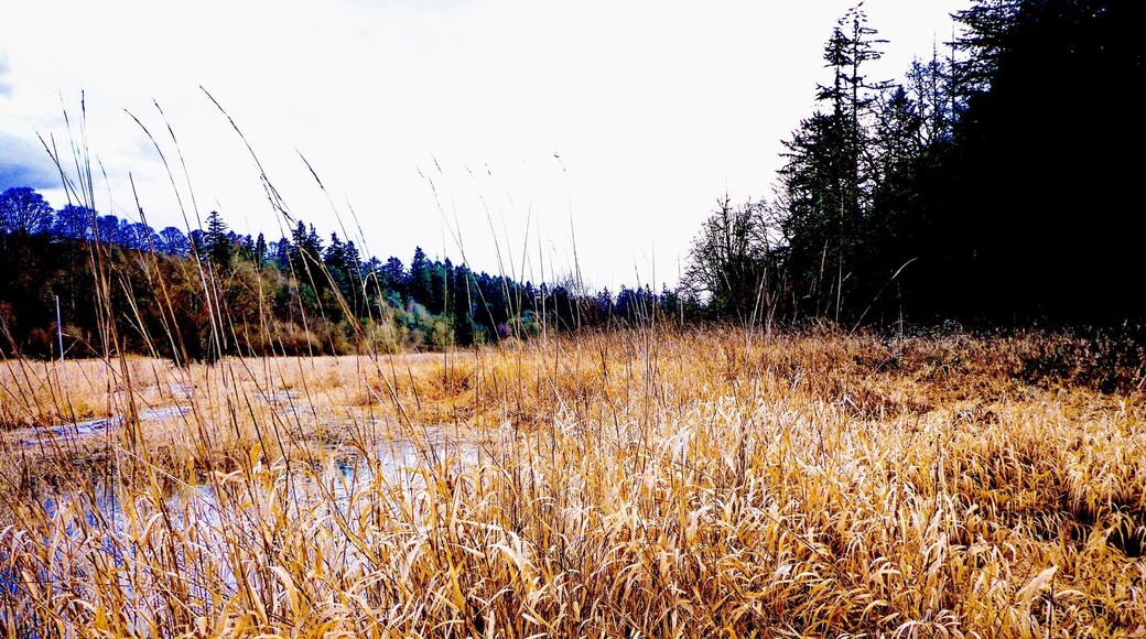 Dry, wind-blown marsh grasses.