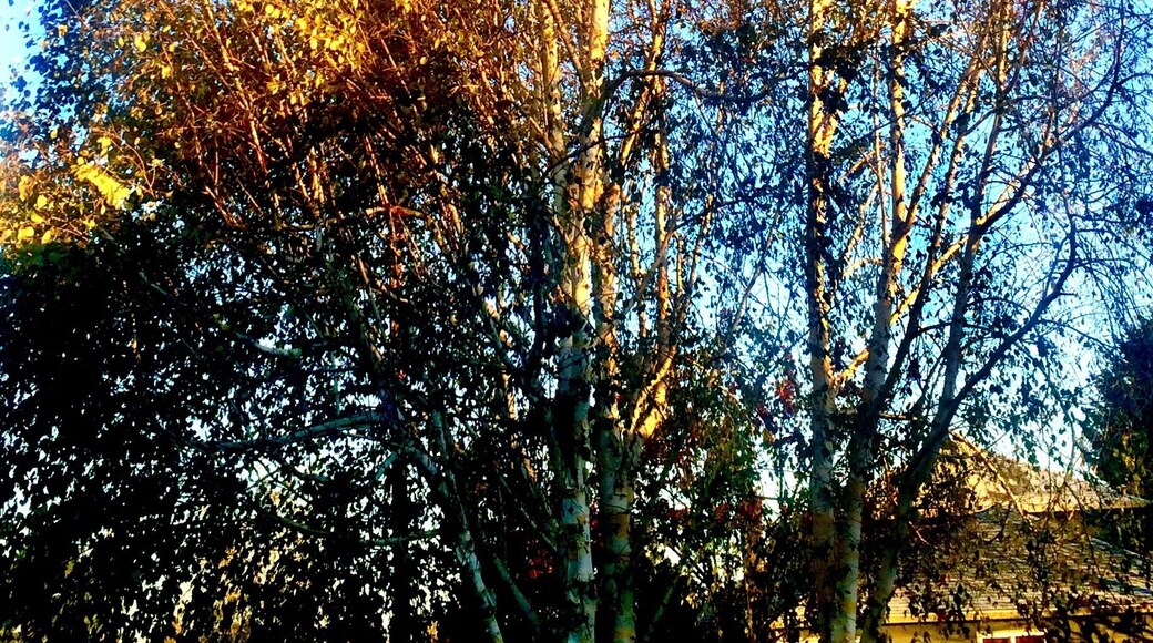 A trio of birches that have been growing here for about 25 years. They're were nearly lost to an ice storm, and then to an infestation of insect larvae. But they're still going strong.