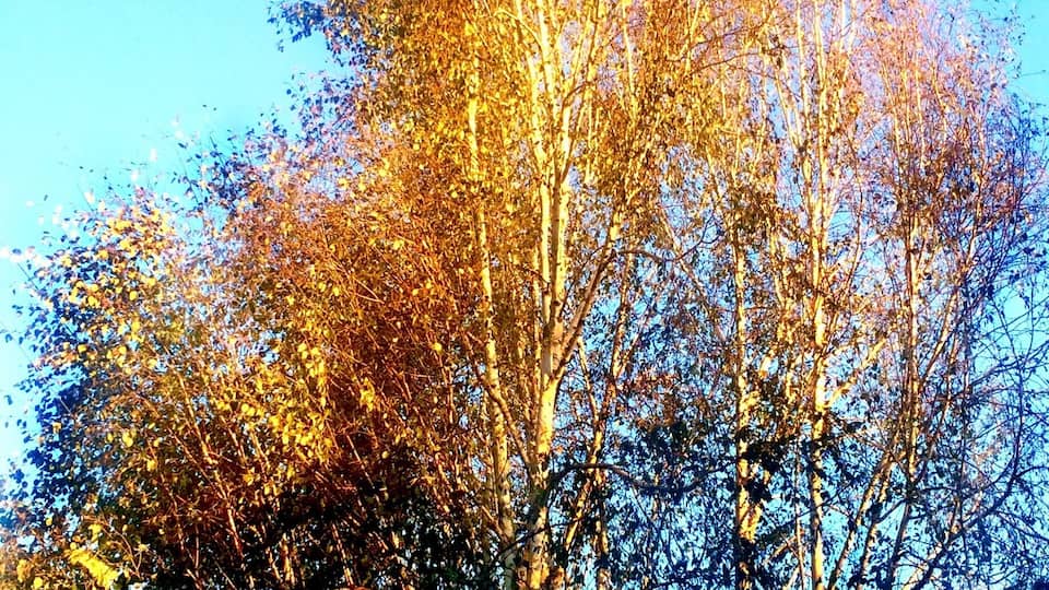 A trio of birches that have been growing here for about 25 years. They're were nearly lost to an ice storm, and then to an infestation of insect larvae. But they're still going strong.