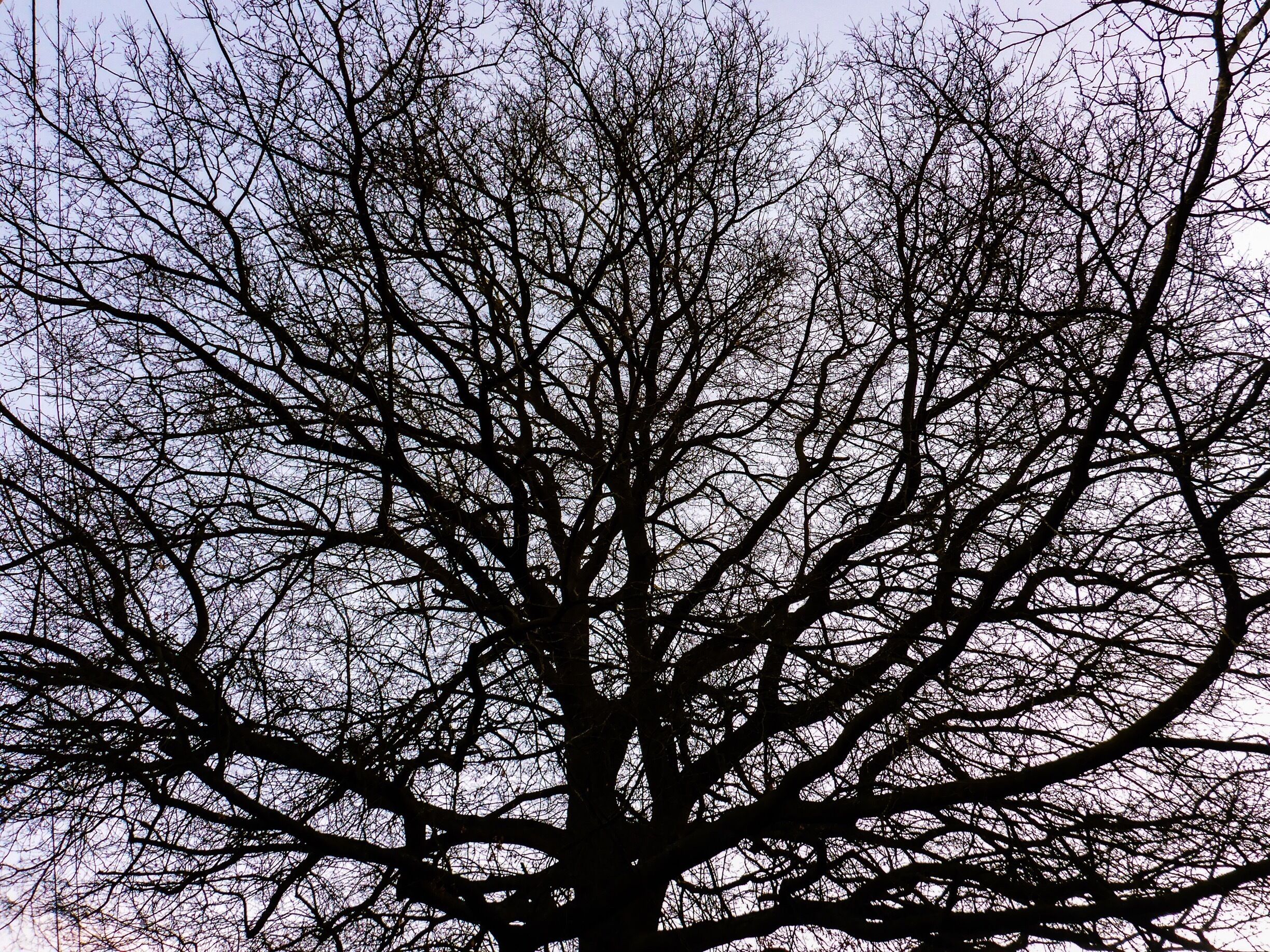 Yesterday, I learned a valuable lesson.  If you bombard Trover with what are essentially pictures of blue air, be prepared for the collective response to be  something along the lines of "Meh."   Lesson learned.  So, today I'm putting something in front of the blue air.  

Trees, stripped of their leaves, and weaving glorious mazes of limbs and branches in every direction.

These all appear within a mile of my home, so their value to an eager traveller is somewhat suspect.  Still, I hope they're odd and delicate and maybe beautiful enough to make you pause on your endless adventures and breathe a little sigh of wonder.

Happy Troving, people.
