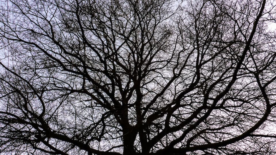 Yesterday, I learned a valuable lesson. If you bombard Trover with what are essentially pictures of blue air, be prepared for the collective response to be something along the lines of "Meh." Lesson learned. So, today I'm putting something in front of the blue air.
Trees, stripped of their leaves, and weaving glorious mazes of limbs and branches in every direction.
These all appear within a mile of my home, so their value to an eager traveller is somewhat suspect. Still, I hope they're odd and delicate and maybe beautiful enough to make you pause on your endless adventures and breathe a little sigh of wonder.
Happy Troving, people.