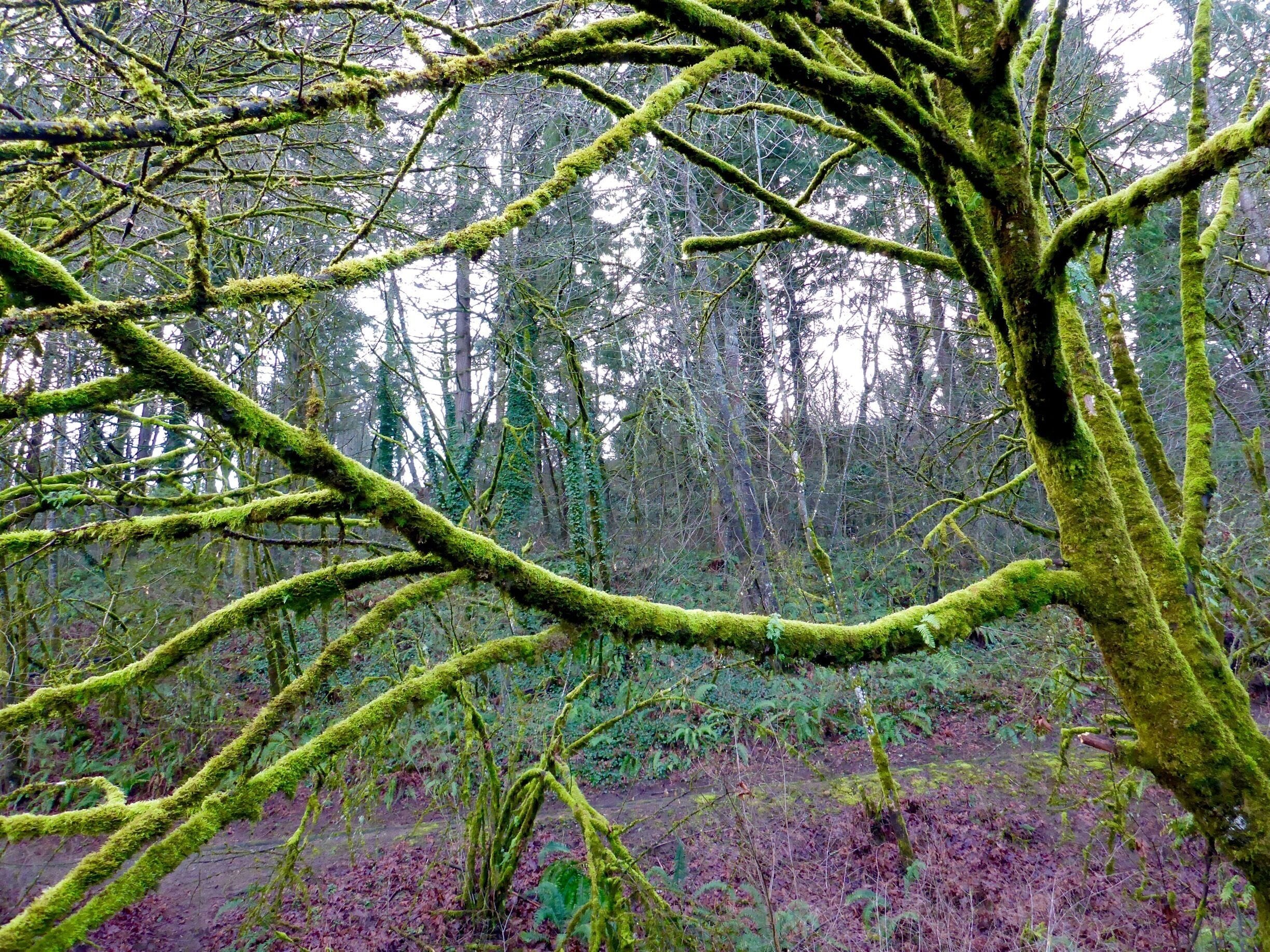 The brightest things at the greenway in winter are the moss-covered trees, which give off an almost iridescent glow when hit by even a few rays of sunlight.