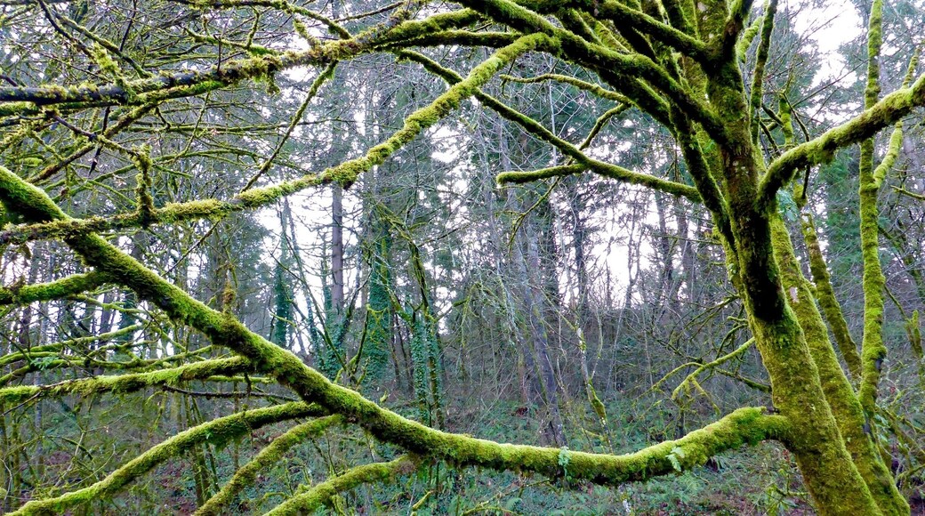 The brightest things at the greenway in winter are the moss-covered trees, which give off an almost iridescent glow when hit by even a few rays of sunlight.