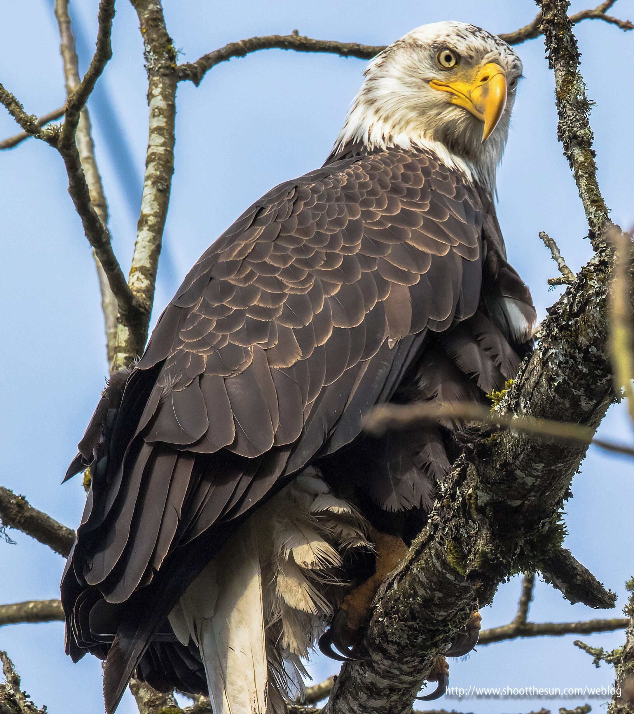 A female Bald Eagle.  Apart from the California Condor and the Golden Eagle, it is probably the most powerful avian predator on the North American continent.

It shuns Herons, Cranes and their other tall, wading cousins, and most hawks and owls will give it a run for its money.  Large land animals are pretty much out of its comfort zone, and it is generally frightened to death of people, which only demonstrates its common sense.

But apart from that, anything else is fair game.

She carries herself like she runs the place.  And she pretty much does.

#BestOf5