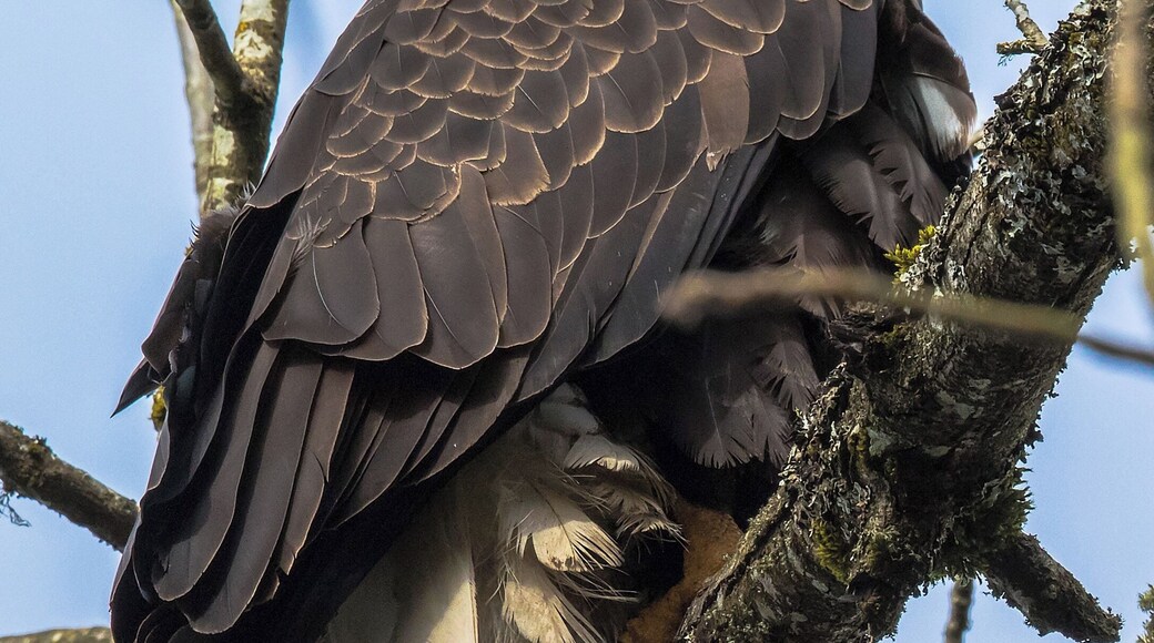 A female Bald Eagle. Apart from the California Condor and the Golden Eagle, it is probably the most powerful avian predator on the North American continent.
It shuns Herons, Cranes and their other tall, wading cousins, and most hawks and owls will give it a run for its money. Large land animals are pretty much out of its comfort zone, and it is generally frightened to death of people, which only demonstrates its common sense.
But apart from that, anything else is fair game.
She carries herself like she runs the place. And she pretty much does.
#BestOf5