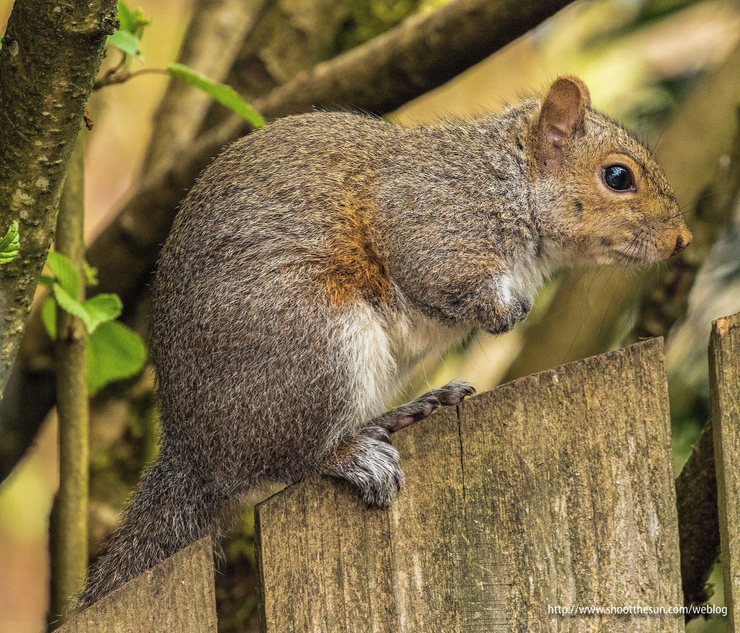 What do I say?  The boy likes his peanuts.  Addiction can be a powerful thing.