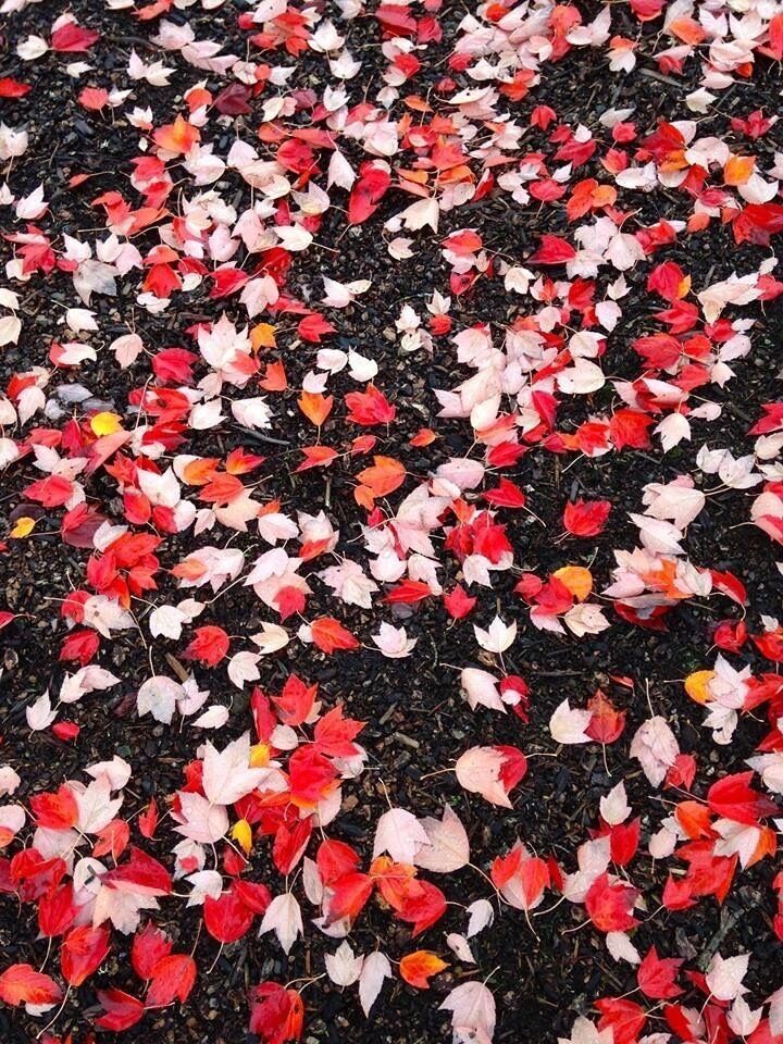 Fall!!

#troveron #colorful