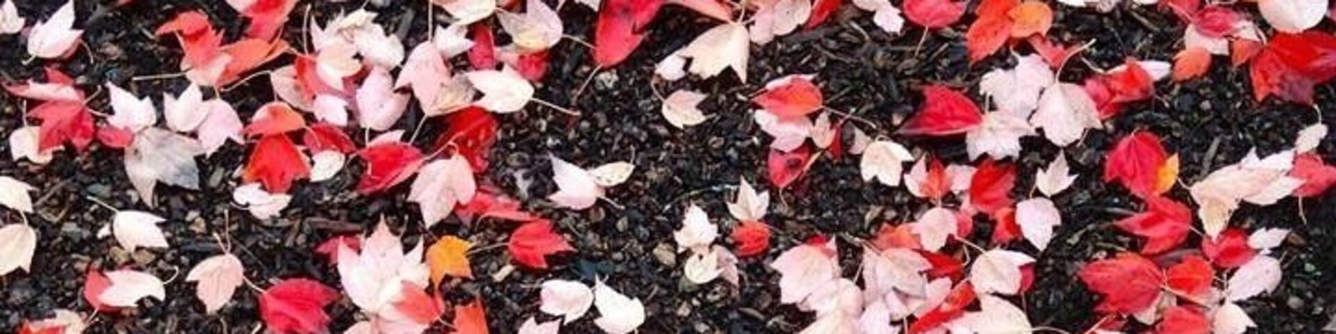 Fall!!
#troveron #colorful