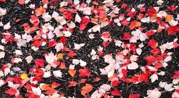 Fall!!
#troveron #colorful