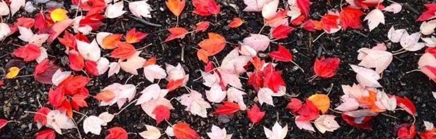 Fall!!
#troveron #colorful