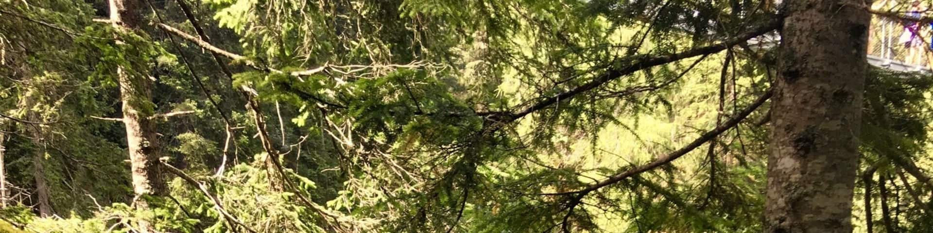 This waterfall is under a stunning tibetan bridge.
#waterfall #nature #trekking #trentino #mountains #italy