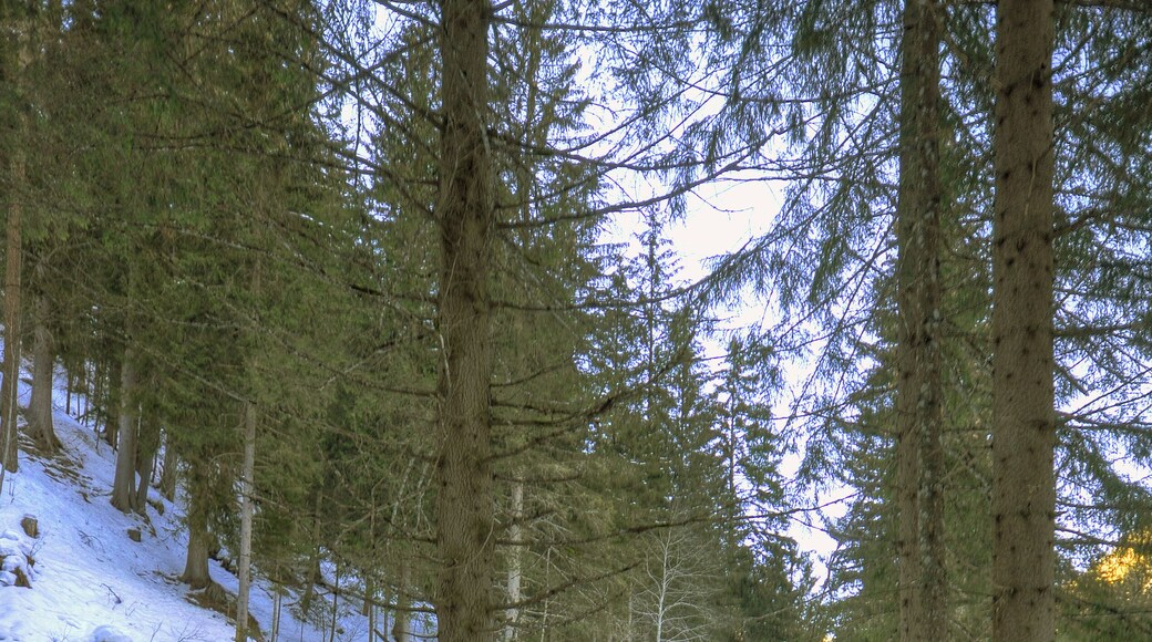 Sawmill - Somrabbi, Rabbi (TN) Italy - January 3, 2010