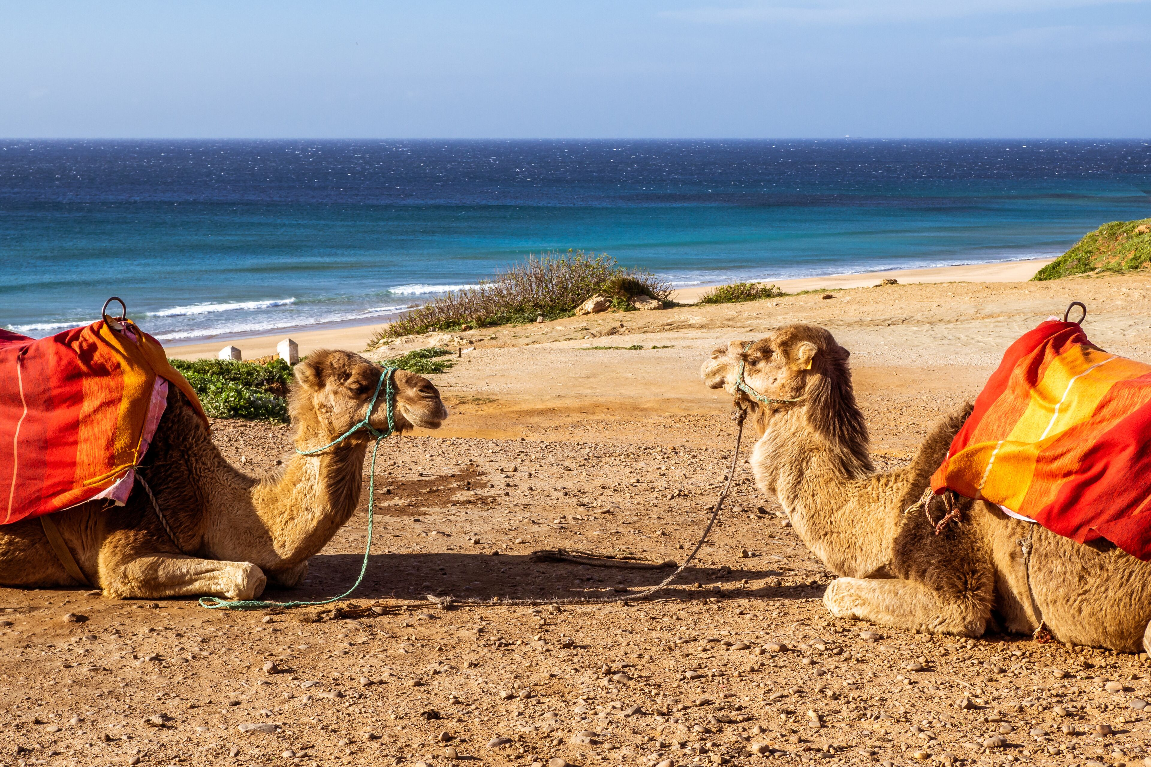 Dos camellos con mantas en una playa, con el océano al fondo.