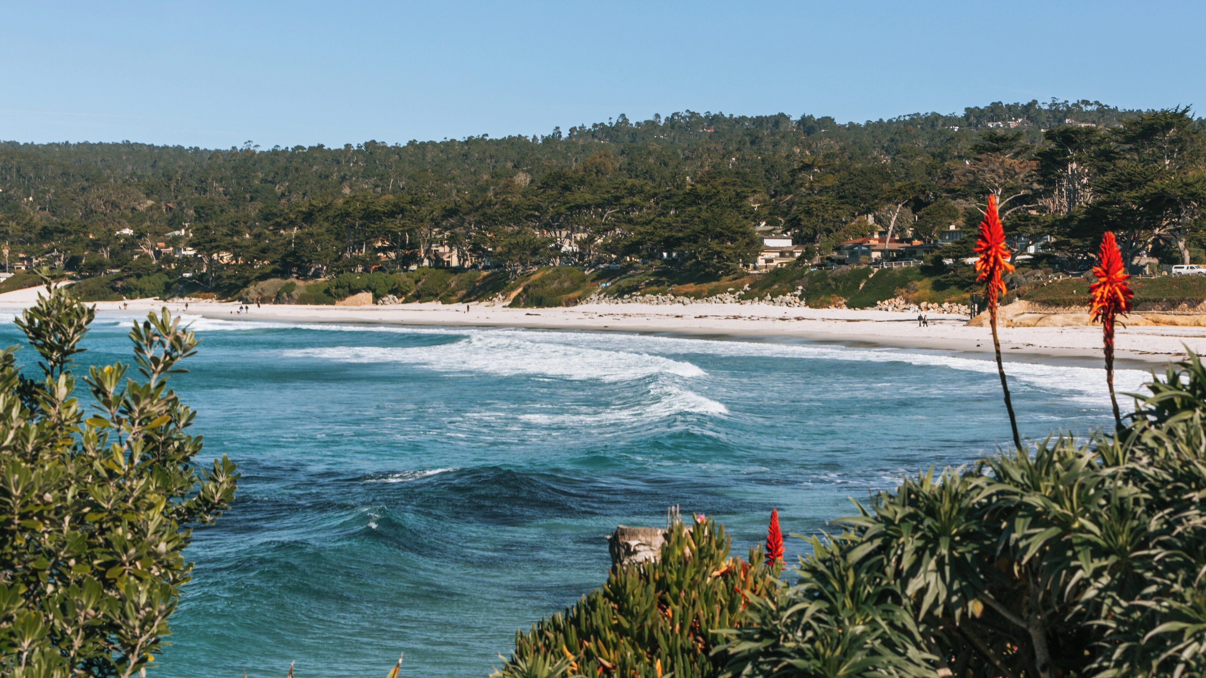 Relaxing waves and vibrant plants at Carmel Beach in the Golden Rectangle, Monterey, California