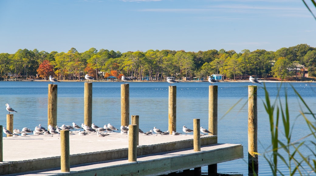 Niceville featuring a lake or waterhole and bird life