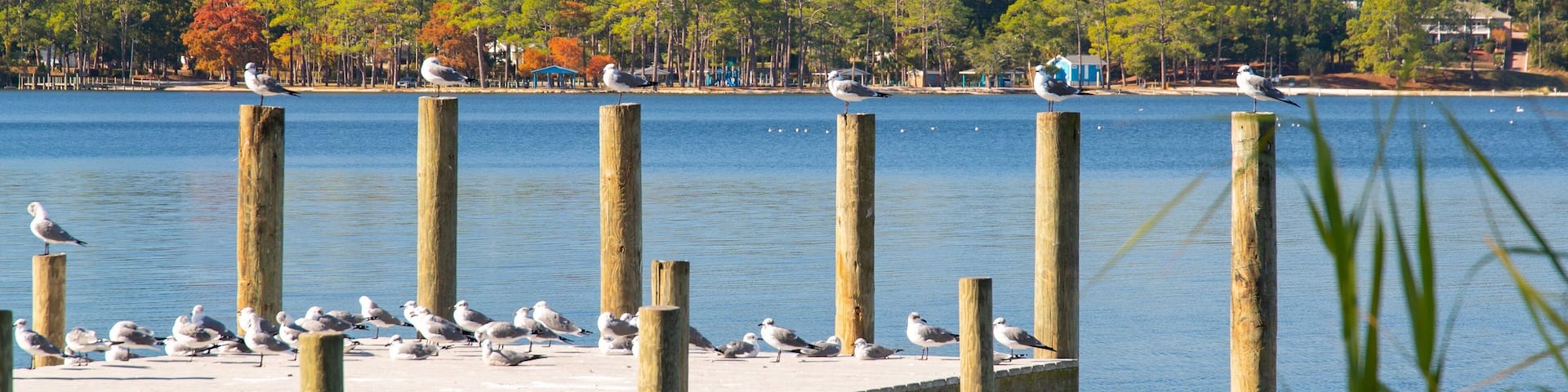 Niceville featuring a lake or waterhole and bird life