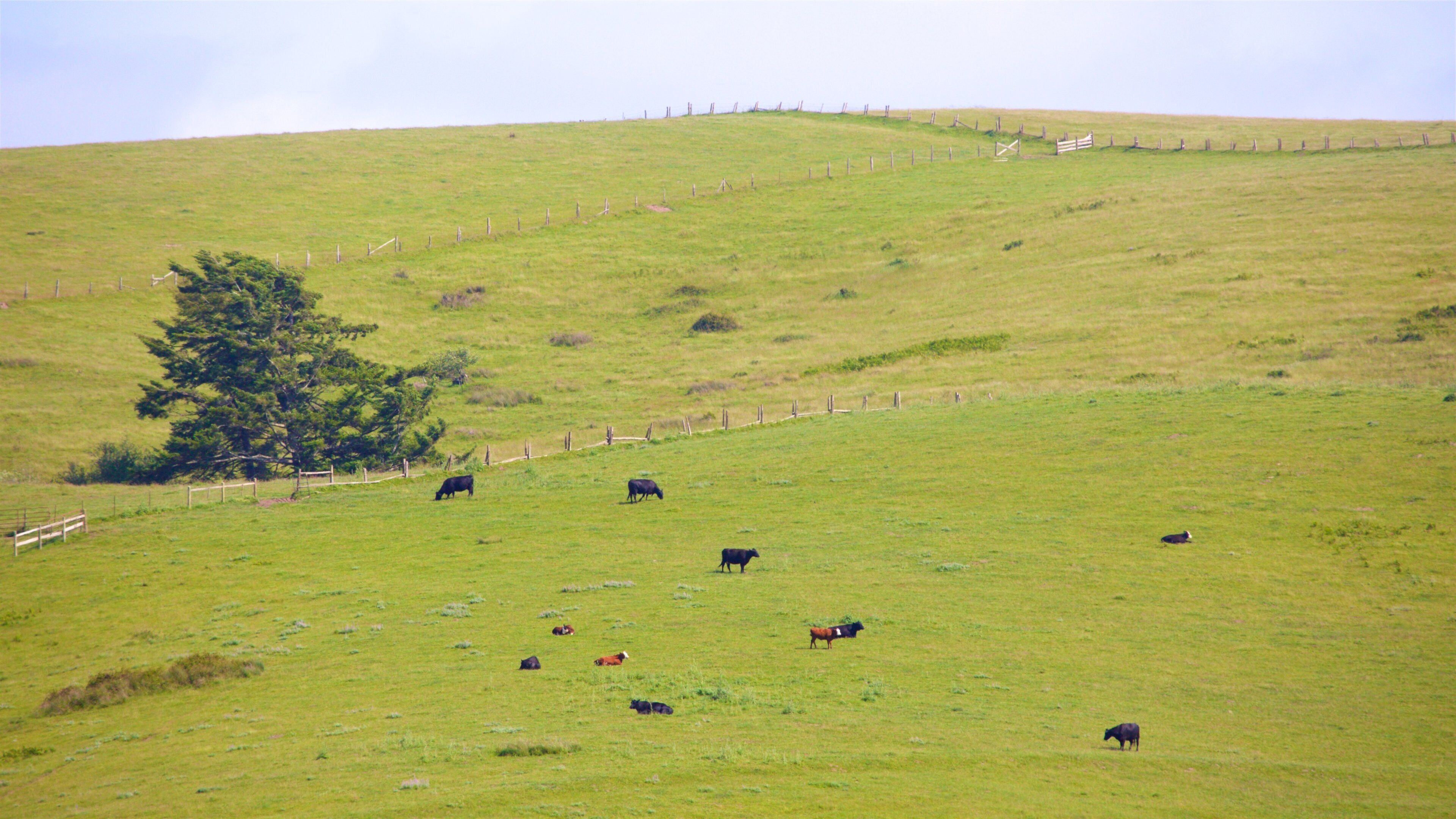 Bodega featuring tranquil scenes, landscape views and land animals