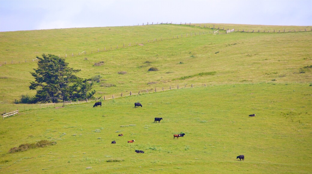 Bodega featuring tranquil scenes, landscape views and land animals