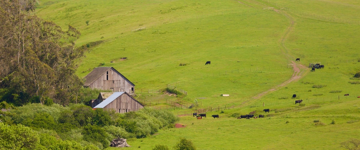 A green hillside with a barn and cattle grazing.