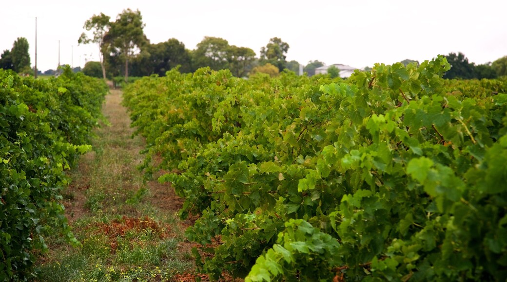 Regiões vinícolas de Padthaway e Coonawarra mostrando fazenda