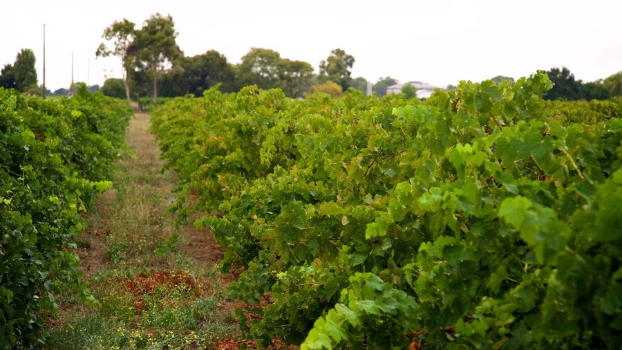 Coonawarra Wine Region