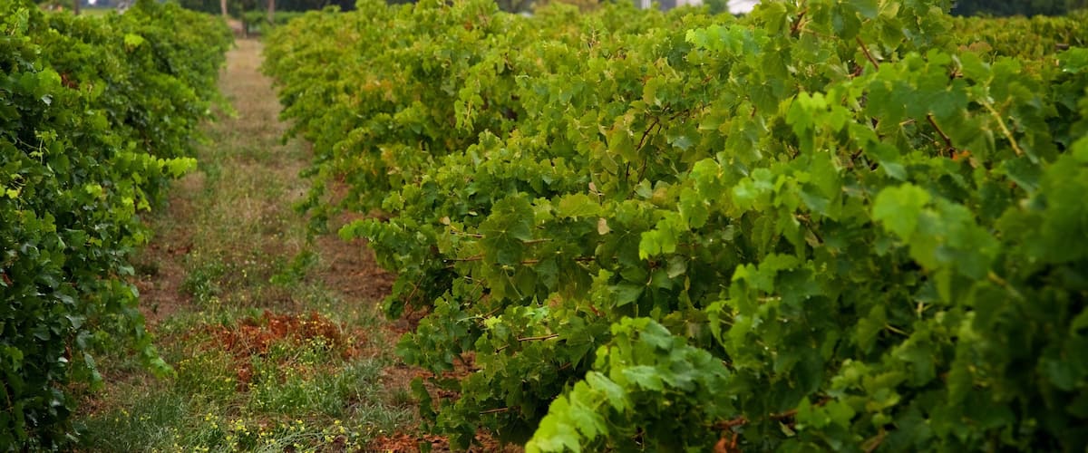 A vineyard with rows of grapevines.