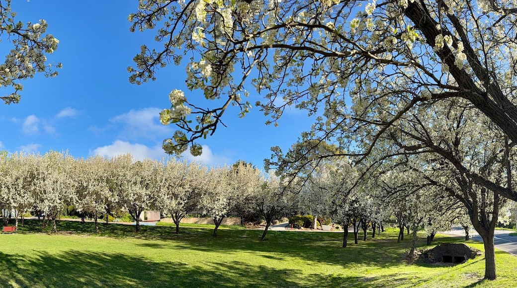 Aberfoyle Park, Southern Adelaide, South Australia: Photos of Peppermint Grove Park, Pear Blossoms, Ornamental Pear Flowers Pyrus calleryana Blooming in Spring