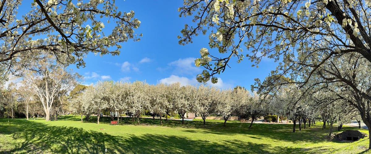 Aberfoyle Park, Southern Adelaide, South Australia: Photos of Peppermint Grove Park, Pear Blossoms, Ornamental Pear Flowers Pyrus calleryana Blooming in Spring