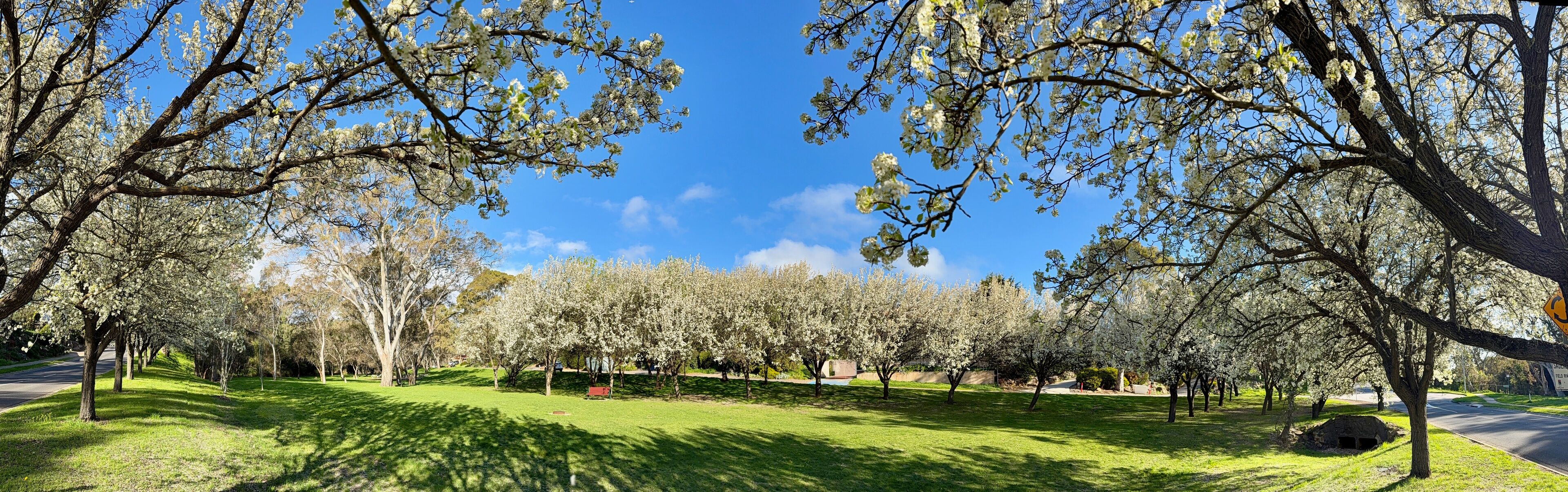 A park with blooming trees and a clear blue sky.