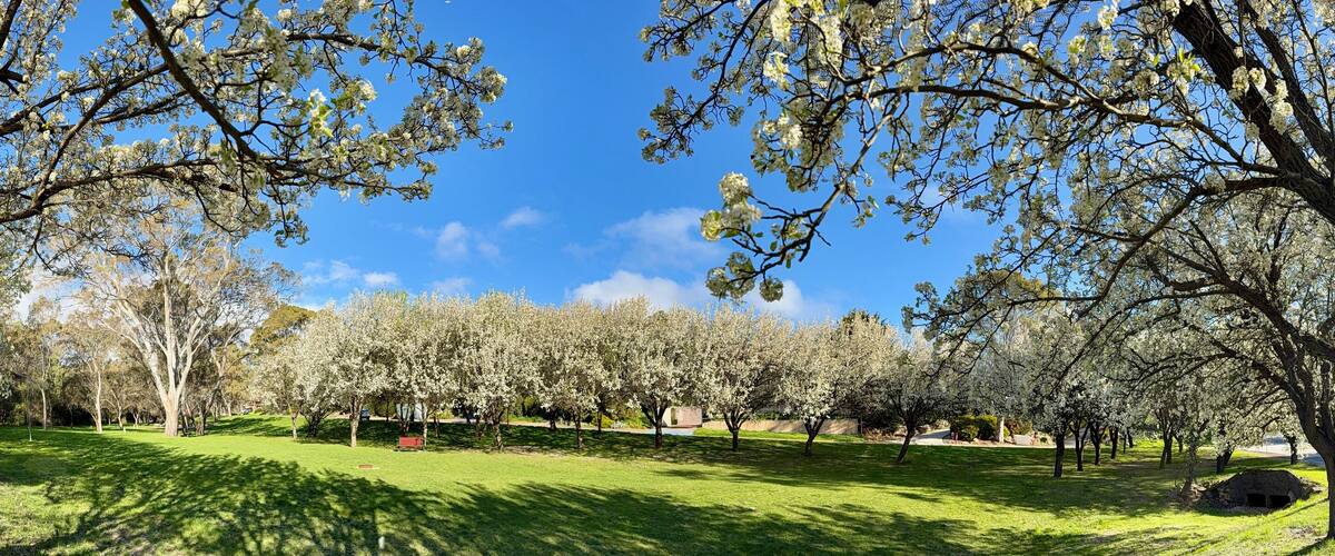 A park with blooming trees and a clear blue sky.