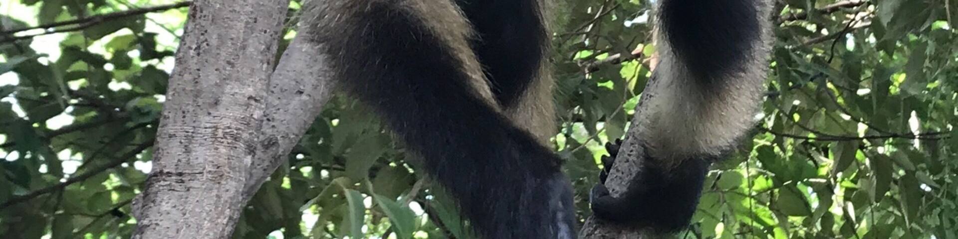 Spider monkey at Matapalo Beach. Was even able to feed this guy, but please don’t give monkeys bananas! Bananas can cause monkeys to miscarriage.