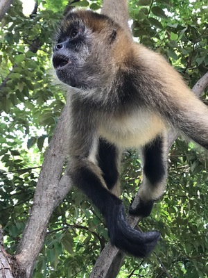 Spider monkey at Matapalo Beach. Was even able to feed this guy, but please don’t give monkeys bananas! Bananas can cause monkeys to miscarriage.