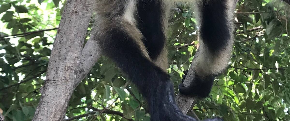 A monkey with dark fur and lighter underparts, clinging to a tree branch amidst dense green foliage.