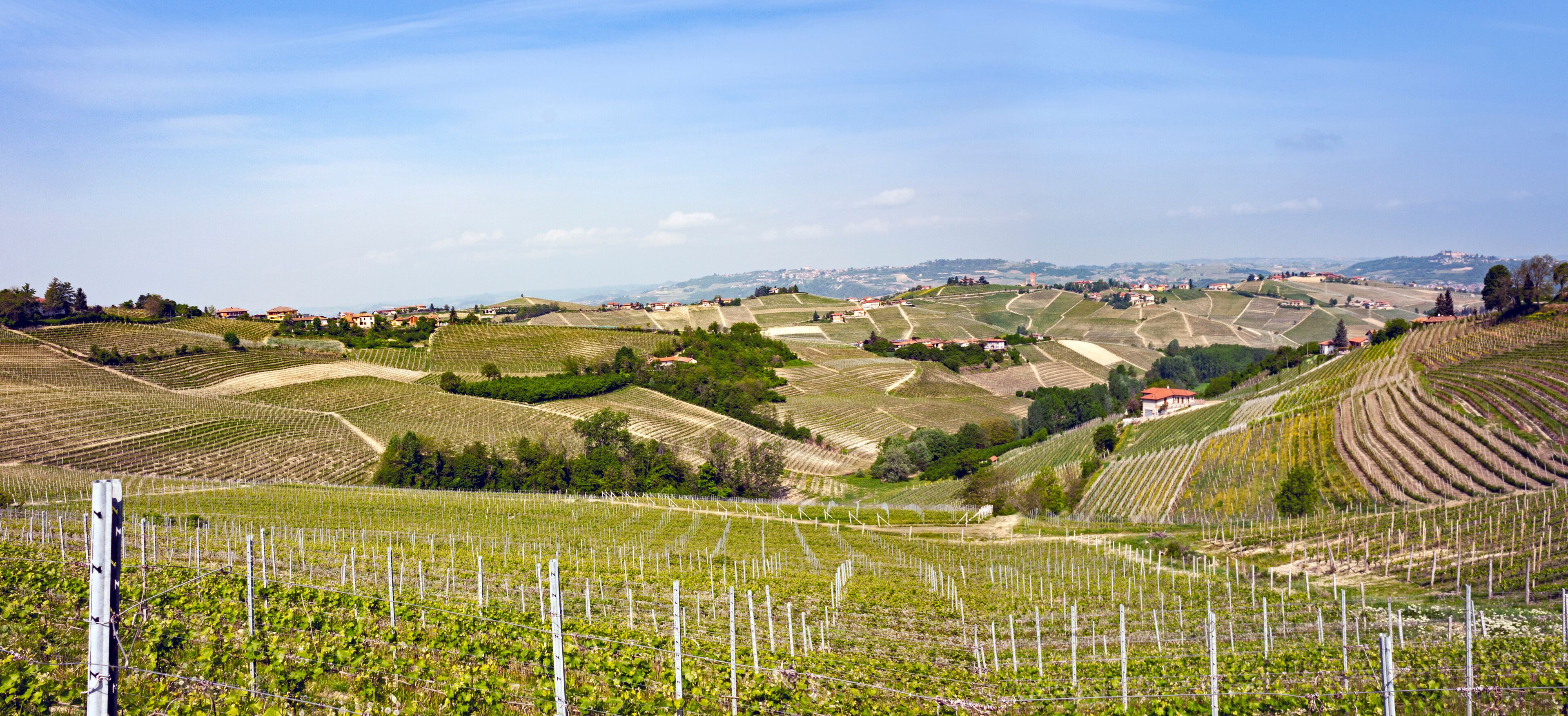 Aerial view of the vineyards of Langhe, Piedmont.