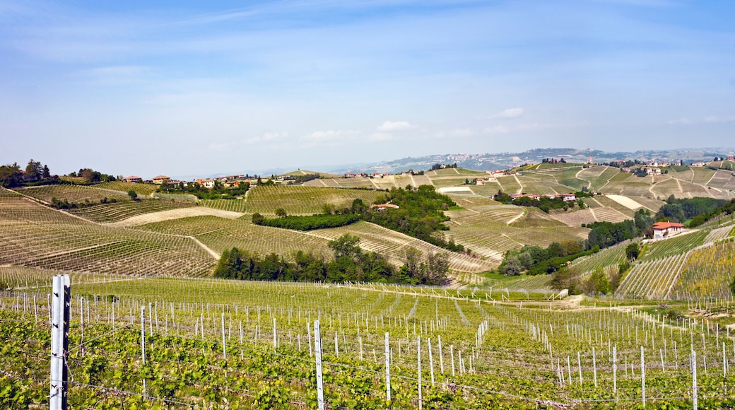 Aerial view of the vineyards of Langhe, Piedmont.