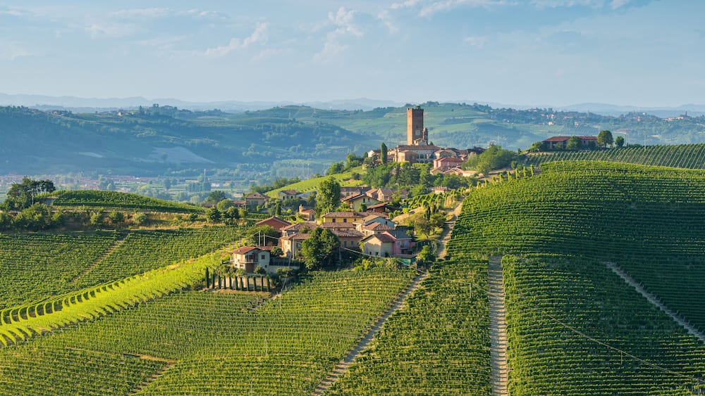 Un vignoble avec des rangées de vignes, une petite ville avec des maisons et une tour, et des collines ondoyantes en arrière-plan.