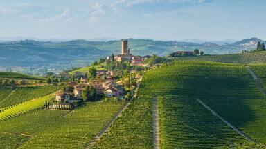 A vineyard with rows of grapevines, a small town with houses and a tower, and rolling hills in the background.