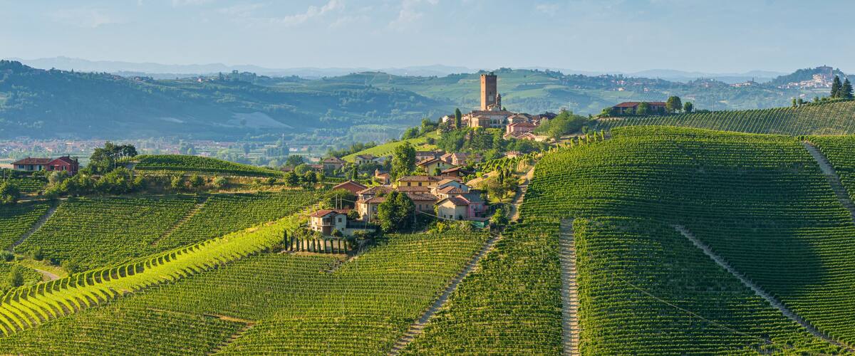A vineyard with rows of grapevines, a small town with houses and a tower, and rolling hills in the background.