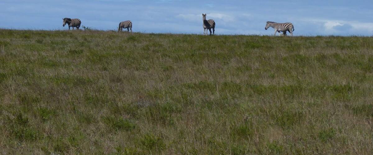 Zebras grazing on a grassy hill with a cloudy sky in the background.
