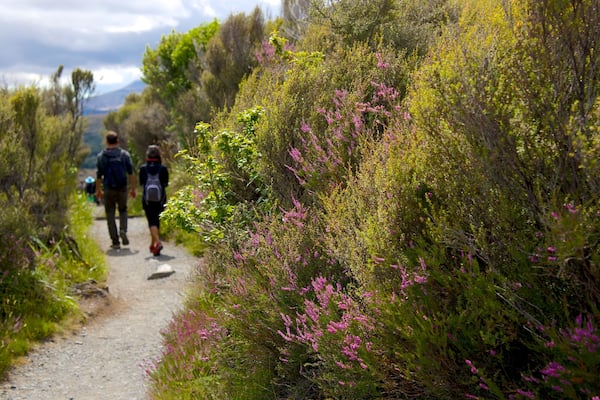 Tongariro National Park welches beinhaltet Wandern oder Spazieren