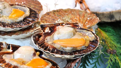 Coquilles Saint-Jacques