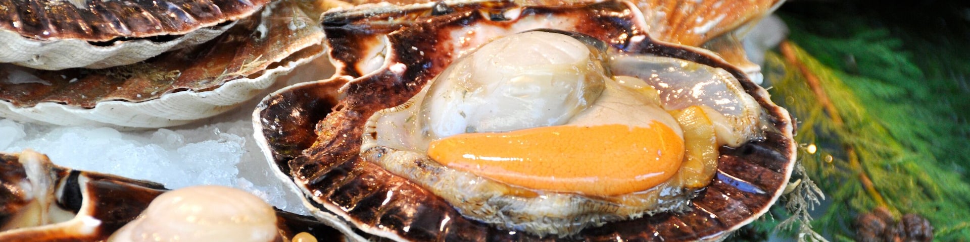 Coquilles Saint-Jacques